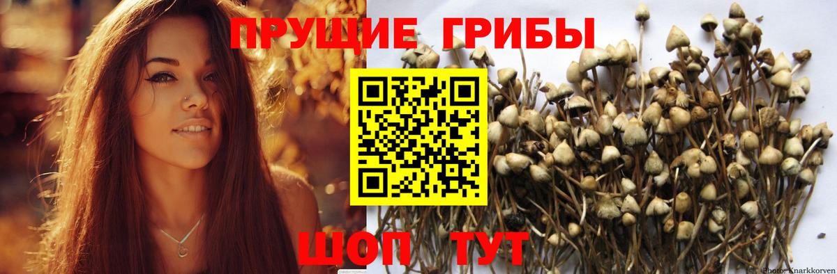 Галлюциногенные грибы Psilocybine cubensis  Вход с VPN  наркотики  Чистополь  Галлюциногенные грибы Cubensis 